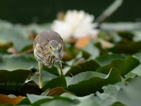 アカガシラサギ幼鳥