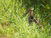 外側尾羽黒めのオオジシギ成鳥