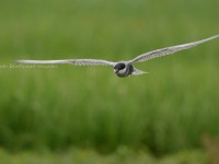 農耕地のクロハラアジサシ