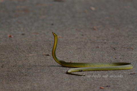 DSC_0598