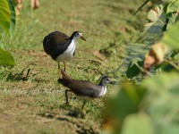 水田の野鳥いろいろ