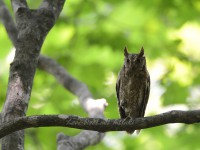コノハズクの家族