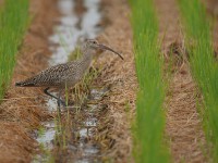ホウロクシギとチュウシャクシギ