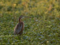 ムラサキサギの成鳥と幼鳥
