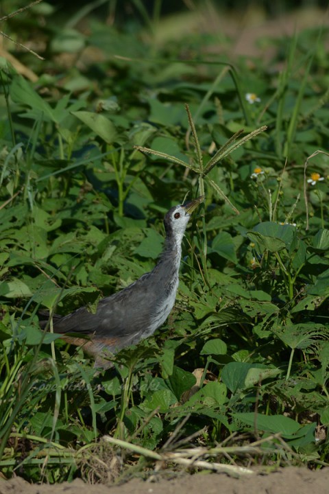 DSC_4074