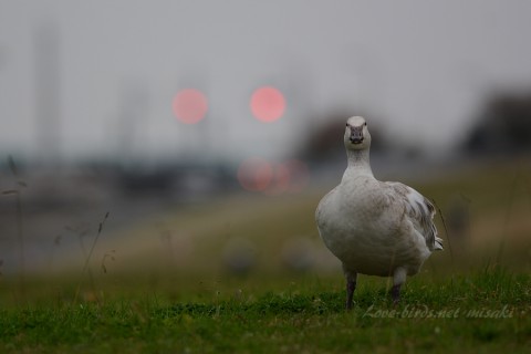 DSC_7347