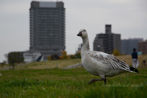 DSC_7496