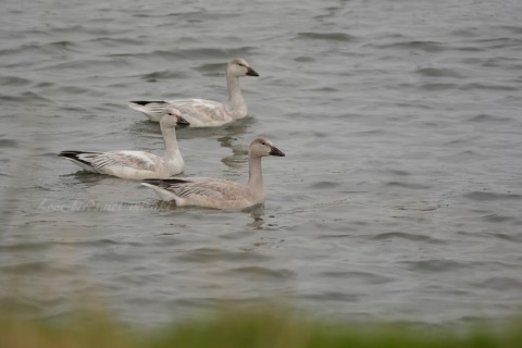 DSC_8080