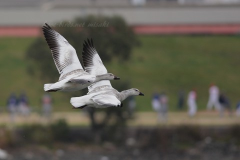 DSC_8187