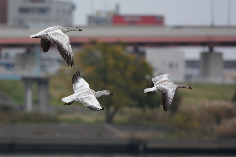DSC_8193