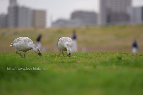 DSC_8624
