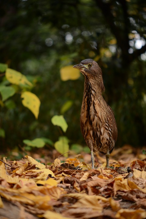 DSC_6584