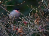 奈良のヤング探鳥会の日の小鳥たち