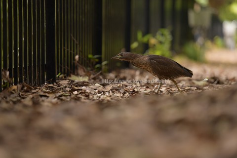 DSC_6414