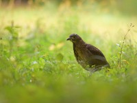 都市公園に現れたミゾゴイ幼鳥