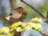 今年も渡来したニシオジロビタキ雄成鳥