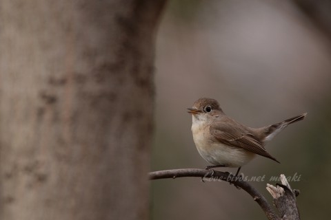 DSC_4760