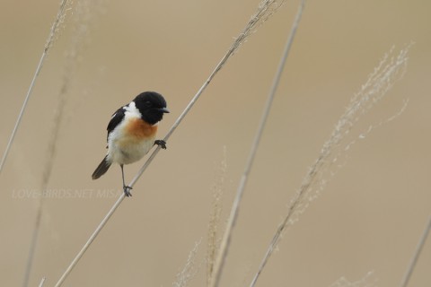 DSC_1600