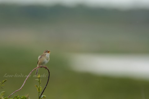 DSC_5256