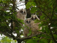 偶然見つけたトラフズクの営巣