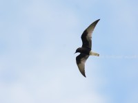 ハジロクロハラアジサシ成鳥夏羽