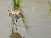 ヨーロッパトウネン幼鳥