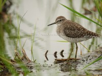 ようやくタカブシギ今季初認