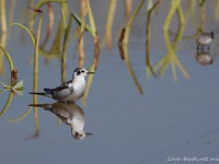 ハジロクロハラアジサシ幼鳥ほか
