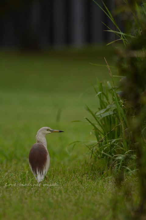 dsc_6003