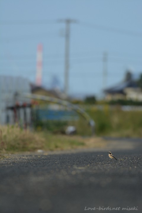 dsc_8265