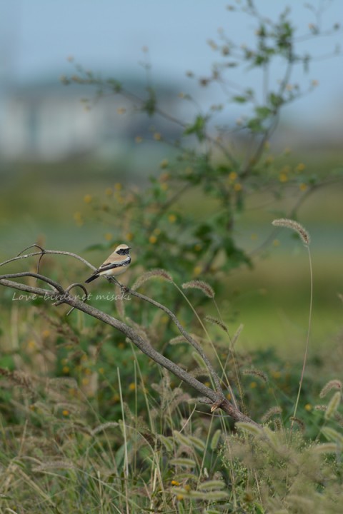 dsc_8332