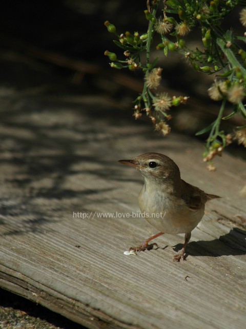 p2790070