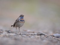 農耕地のオガワコマドリ