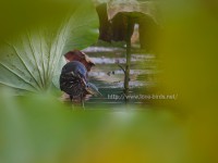 公園の池に現れたタカサゴクロサギ