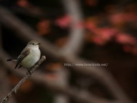 オジロビタキと紅葉など