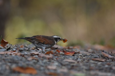 dsc_2227