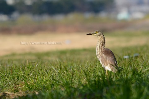 dsc_6011