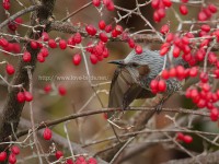 公園の鳥たち