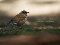 針葉樹林の林床にいる鳥たち