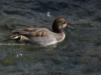 オナガガモとコガモの交雑種