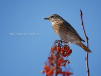 ナナカマドに来たハチジョウツグミ