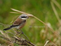 BIRDER GRAPHICSとセアカモズ交雑種