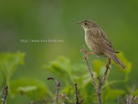 夏の定番マキノセンニュウ