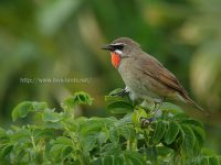 繁殖地のノゴマ雄成鳥