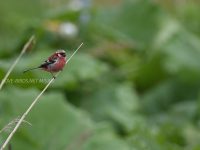 ベニマシコ成鳥夏羽