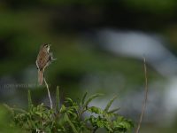 夏の北海道の鳥