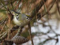 2018年初鳥見