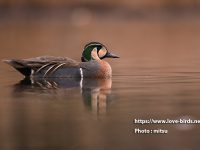 トモエガモ雄の生殖羽