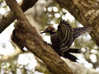 奄美大島探鳥④オーストンオオアカゲラの交尾