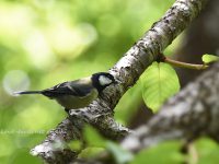 奄美大島探鳥⑤小鳥やハトなど